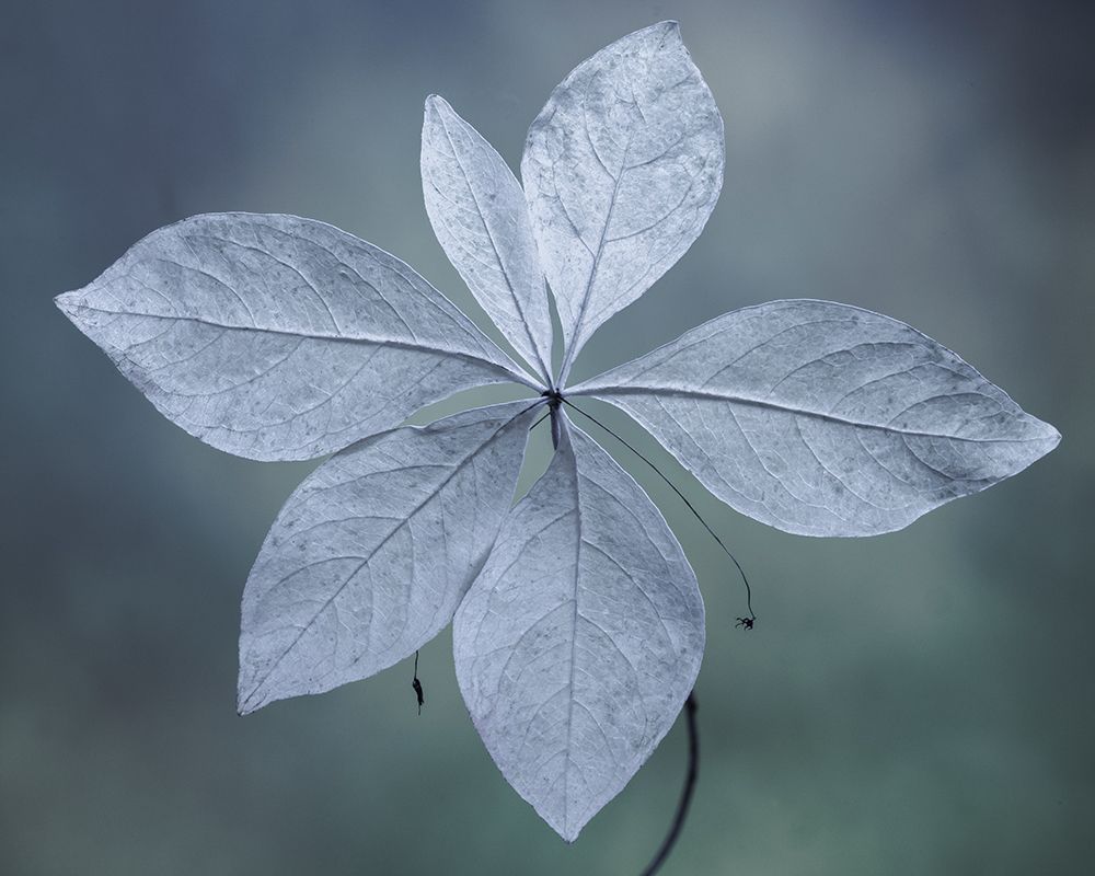 USA, Washington State, Seabeck. Western starflower leaves in fall.